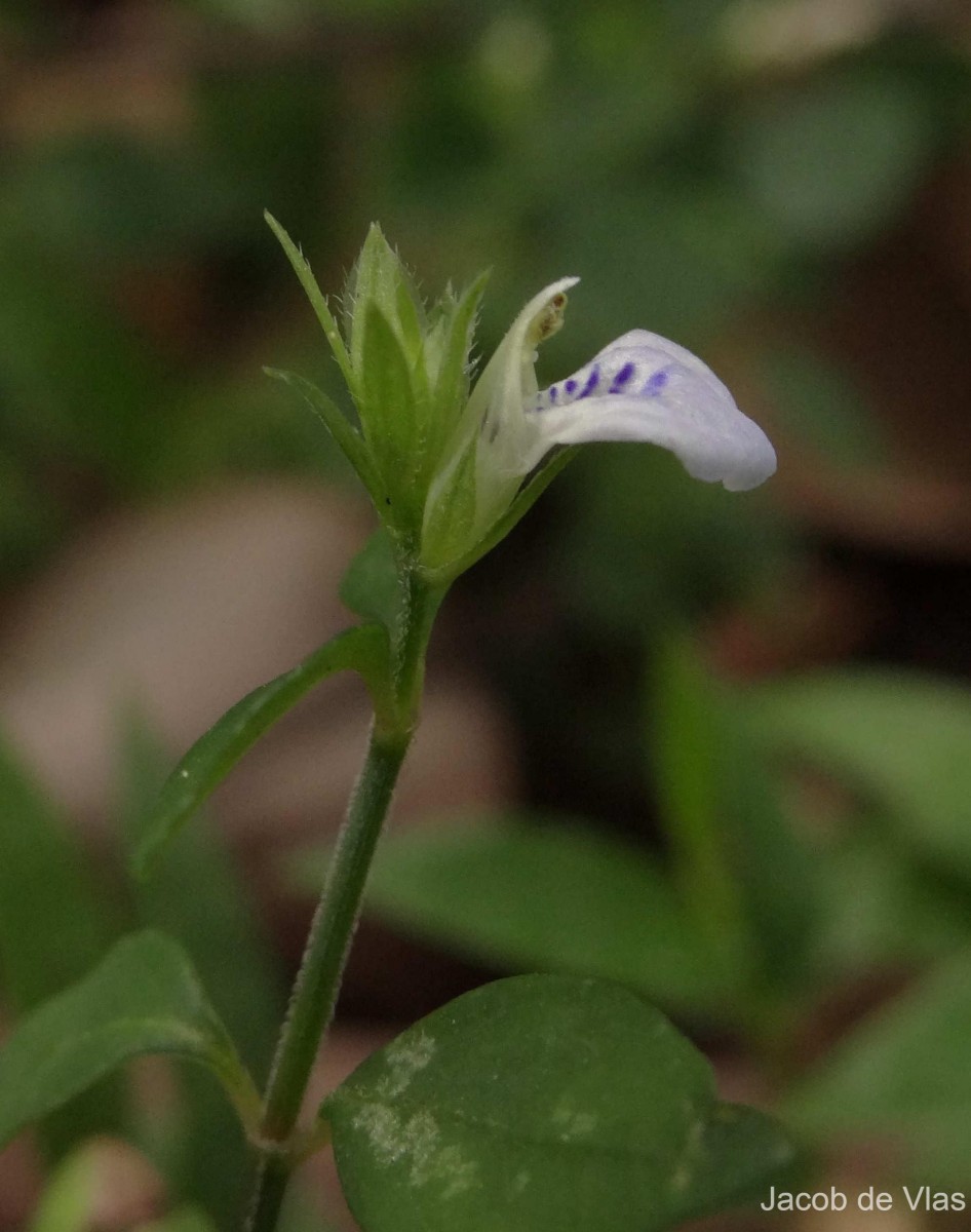 Rungia pectinata (L.) Nees